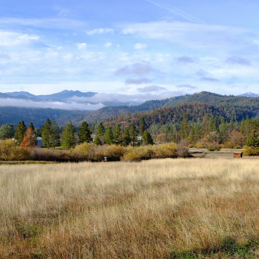 Lewiston, CA 2